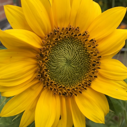 Sunflower Seeds - Giant Yellow